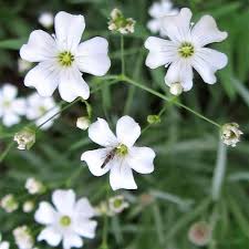 Attēlu rezultāti vaicājumam “Gypsophila fastigiata”