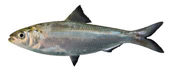 Image result for Alosa alabamae