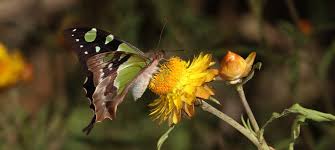 Attēlu rezultāti vaicājumam “Papilionidae”