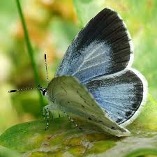Attēlu rezultāti vaicājumam “Celastrina argiolus female”