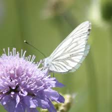 Attēlu rezultāti vaicājumam “Pieris napi”