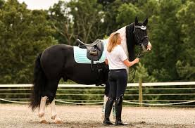 Image result for Patchett`s Green Riding Club