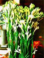 Hoa Hue- Tuberose- Vietnam Flowers \u0026amp; fruits: Culture guide of Vietnam - 1161a3a3130ea31326f00b031f4a5b03-HoaHue