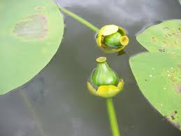 Attēlu rezultāti vaicājumam “Nuphar lutea”