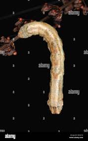 Attēlu rezultāti vaicājumam “Odontopera bidentata”