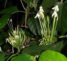 Attēlu rezultāti vaicājumam “Athelia pyriformis”