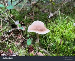 Attēlu rezultāti vaicājumam “Cantharellula umbonata”