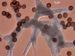 Attēlu rezultāti vaicājumam “Badhamia affinis”