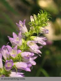 Image result for Campanula spicata