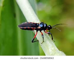 Attēlu rezultāti vaicājumam “Rhynocoris annulatus”