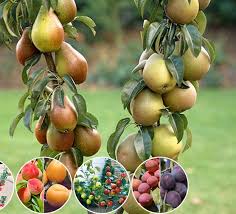 Attēlu rezultāti vaicājumam “Cercidiphyllum japonicum fruit”