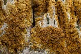 Attēlu rezultāti vaicājumam “Didymium serpula spores”