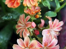 Image result for Bitterwurz