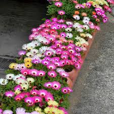Image result for Mesembryanthemum criniflorum