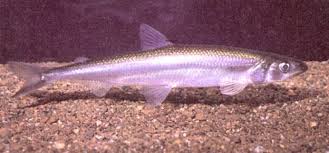 Image result for Osmerus mordax