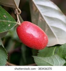 Attēlu rezultāti vaicājumam “Campanula latifolia fruit”