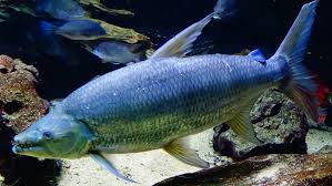 Image result for Goliath Tigerfish