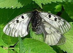Attēlu rezultāti vaicājumam “Parnassius mnemosyne upperside”