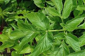Image result for Angelica archangelica
