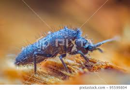 Attēlu rezultāti vaicājumam “Orchesella flavescens”