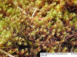 Attēlu rezultāti vaicājumam “Didymodon fallax var. brevifolius”