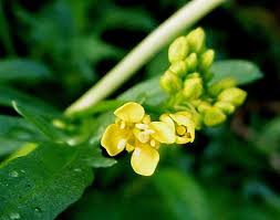 Attēlu rezultāti vaicājumam “Rorippa sylvestris flower”