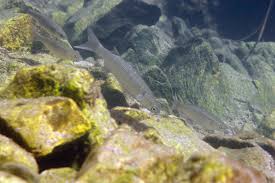 Image result for Liza ramada