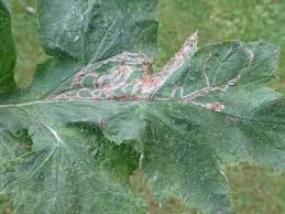 Attēlu rezultāti vaicājumam “Phytomyza minuscula”