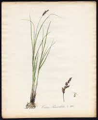 Attēlu rezultāti vaicājumam “Carex paniculata”