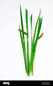 Attēlu rezultāti vaicājumam “Acorus calamus leaf”