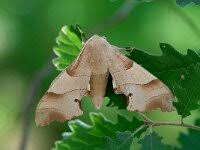 Attēlu rezultāti vaicājumam “Mecyna flavalis”