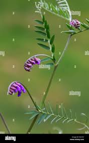 Attēlu rezultāti vaicājumam “Vicia cracca leaf”