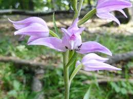 Attēlu rezultāti vaicājumam “Cephalanthera rubra leaf”