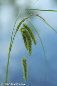 Attēlu rezultāti vaicājumam “Carex pseudocyperus”