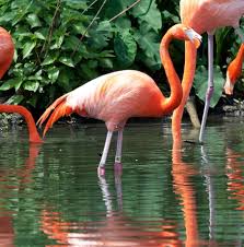 Image result for Flamingo Cricket Club