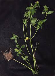 Attēlu rezultāti vaicājumam “Galeopsis tetrahit leaf”