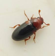 Attēlu rezultāti vaicājumam “Dacne bipustulata”