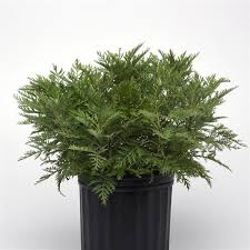 Image result for Artemisia gmelinii