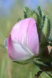 Attēlu rezultāti vaicājumam “Ononis arvensis bud”