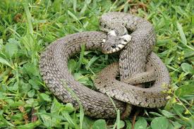 Image result for Ringelnatter