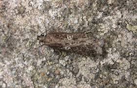 Attēlu rezultāti vaicājumam “Gelechia scotinella”