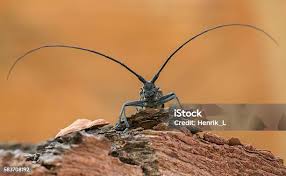 Attēlu rezultāti vaicājumam “Monochamus sutor”