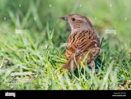 Attēlu rezultāti vaicājumam “Prunella modularis adult”