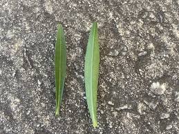 Attēlu rezultāti vaicājumam “Tagetes leaf”