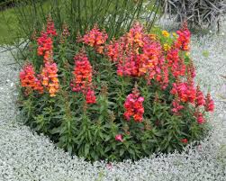 Image result for Antirrhinum majus