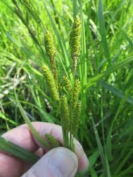 Attēlu rezultāti vaicājumam “Cyperaceae”