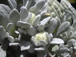 Attēlu rezultāti vaicājumam “Gnaphalium sylvaticum flower”