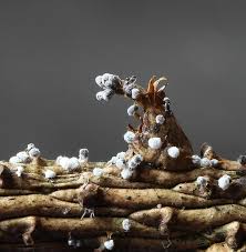 Attēlu rezultāti vaicājumam “Physarum licheniforme”