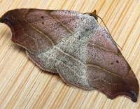 Attēlu rezultāti vaicājumam “Laspeyria flexula”