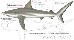Image result for Carcharhinus galapagensis